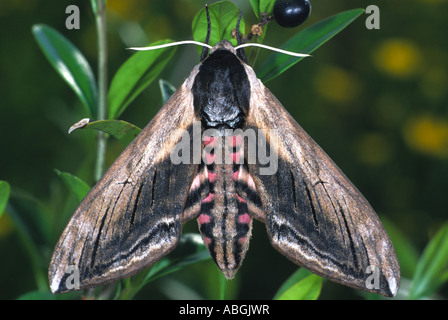 Liguster Hawk-Moth (Sphinx Ligustri) Stockfoto