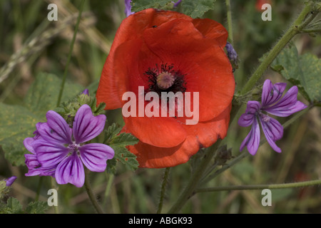 Wildblumen in England Stockfoto