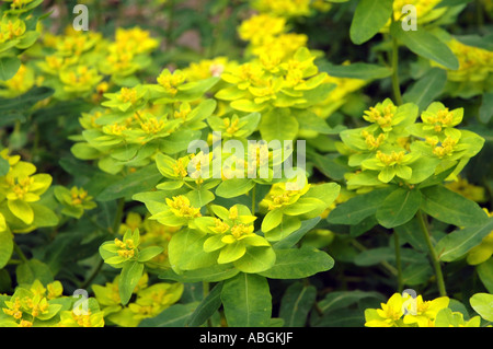 Wolfsmilch Euphorbia Epithymoides Synonym Euphorbia polychromatischen Kissen Stockfoto