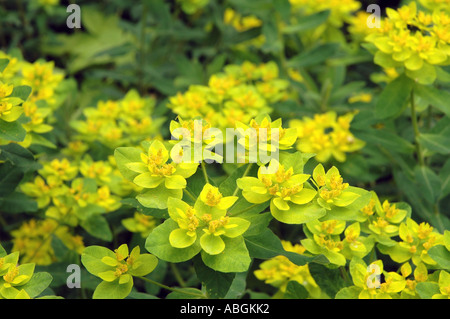 Wolfsmilch Euphorbia Epithymoides Synonym Euphorbia polychromatischen Kissen Stockfoto