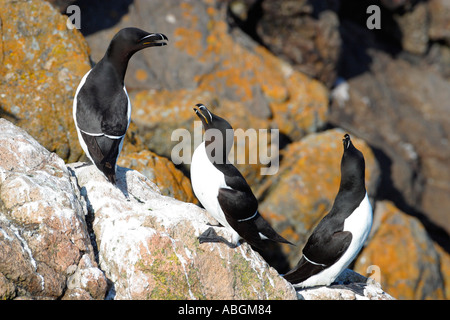 Tordalken Alca Torda 3 drei auf Felsen in der Sonne im Sommer Saltee Inseln County Wexford Ireland EU Stockfoto