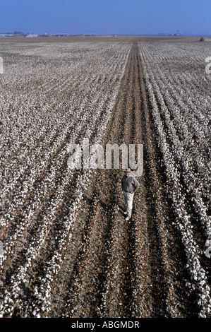 California Baumwollfeld mit Bauern in geernteten Zeilen stehen. Stockfoto