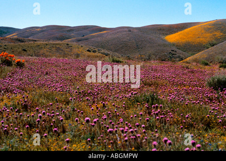 Eulen-Klee (lila Blumen) und Mohn blüht in der Mojave-Wüste Stockfoto