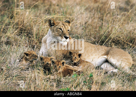 Löwin mit vier kleinen Jungen entspannende Masai Mara National Reserve Kenia in Ostafrika Stockfoto