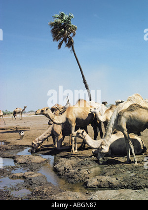 Kamele trinken an den natürlichen Quellen in North Horr im nördlichen Kenia in Ostafrika Stockfoto