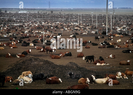Grasende Kühe auf einer California Viehhof. Stockfoto