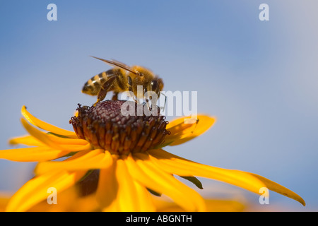 Honigbiene (Apis Mellifera) auf Nahrungssuche Stockfoto