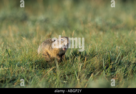 Zieselmaus Europäische Ziesel Europäische Ziesel, Europäische Zieselmaus (Citellus ...