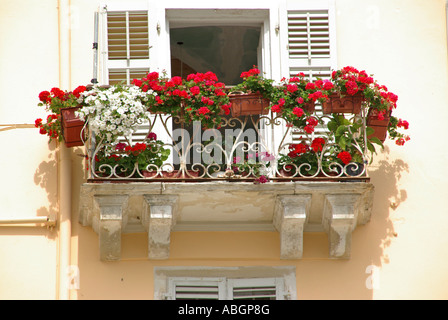 Korfu Altstadt typischen griechischen Wohnung Balkon Rollläden mit bunten Anzeige der Sommer Geranien und Pelargonien in Blüte in Griechenland Stockfoto