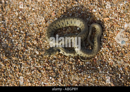 Junge beringt Schlange auf Sand, Griechenland Natrix natrix Stockfoto