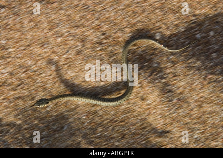 Junge beringt Schlange bewegt auf Sand, Natrix Natrix, Griechenland Stockfoto