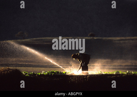 Eine Arbeitskraft einstellen eine Sprinkleranlage während der landwirtschaftlichen Bewässerung. Stockfoto