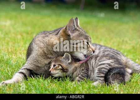 Hauskatze lecken junge, Stockfoto