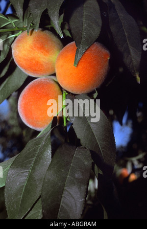 California Rebe reife Pfirsiche am Baum. Stockfoto