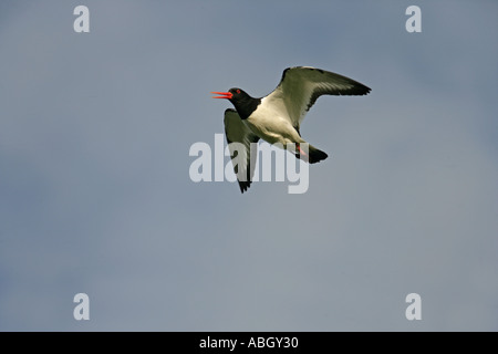 AUSTERNFISCHER Haematopus ostralegus Stockfoto