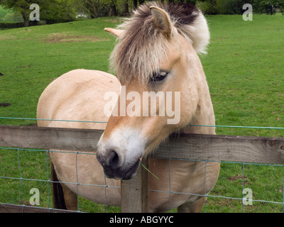 Norwegischer Fjord Pferd mit primitiven Dun farbigen Fell und Mähne über einen hölzernen Zaun In einem Feld auf der Suche nach links schneiden. UK Stockfoto