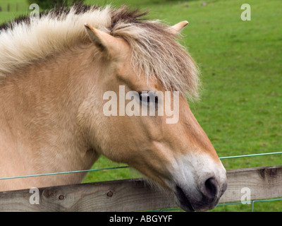 Norwegischer Fjord Pferd mit primitiven Dun farbigen Fell und Mähne im Feld suchen über einen Zaun schneiden. UK Stockfoto