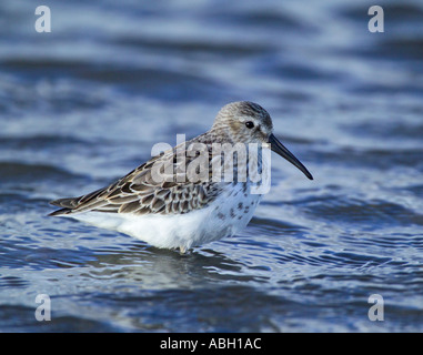 Alpenstrandläufer Calidris Alpina Erwachsener im Winterkleid Lindisfarne Northumberland Winter UK Stockfoto