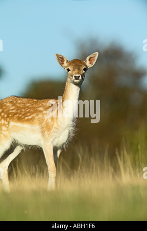 Damhirschen Cervus Dama Doe Kent UK Stockfoto