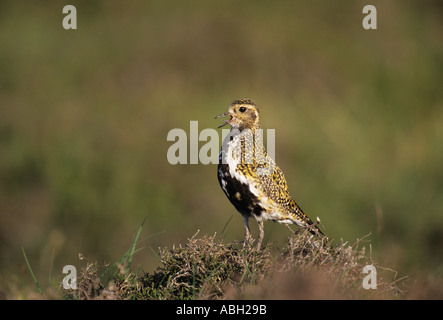 Golden Plover Pluvialis Apricaria Männchen in der Zucht Gefieder Shetland Schottland Großbritannien Sommer Stockfoto