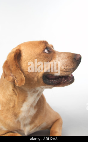 Kopf und Schultern Bräune Labrador Pit Bull mix Hund nachschlagen Stockfoto