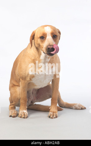 eine Tan Labrador Pit Bull Mix Hund sitzen und mit Blick auf den Betrachter und leckte sich die Lippen Stockfoto