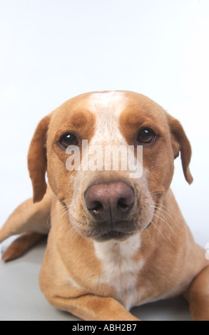 Eine tan Labrador Pit Bull mix Hund sitzen und blicken in Richtung Betrachter Stockfoto