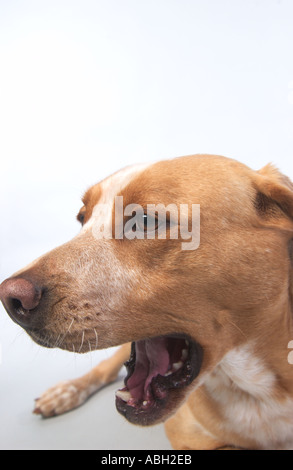 Eine Nahaufnahme der Weitwinkel-Foto auf weiß nahtlos eine Tan Labrador Pit Bull mix Hund sitzen und Gähnen Stockfoto