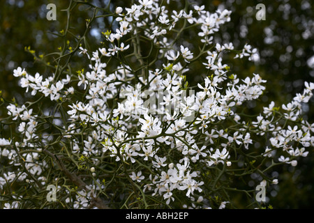 Poncirus Trifoliata japanische Bitterorange Blütenknospen auf dornigen Zweigen Stockfoto