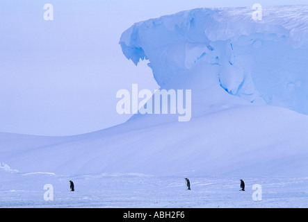 Kaiserpinguine, Aptenodytes Fosteri, Erwachsene unter hoch aufragenden Felsen Eis zu Fuß über den gefrorenen Weddellmeer Antarktis Stockfoto