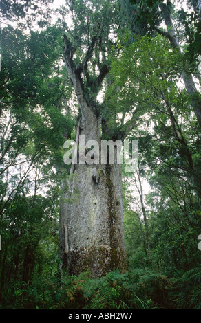 Te Matua Ngahere Waipoua Kauri Forest Northland Nordinsel Neuseeland Stockfoto