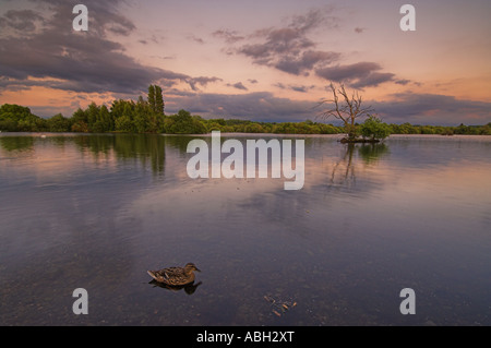 Ente auf neu gewonnenem Kies Gruben bei Sonnenuntergang Attenborough Naturschutzgebiet Nottingham Nottinghamshire England UK GB EU Europa Stockfoto