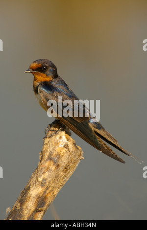 Pacific schlucken Hirundo Tahitica Javanica am Reat auf einem Baumstumpf Bung Boraphet Thailand 2007 Stockfoto