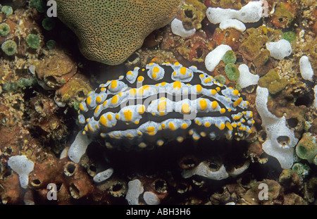 Nacktschnecke Phyllidia Varicosa Lamarck 1801 Anilao Luzon Island Philippinen Bestellung Nudibranchia Unterordnung Doridina Stockfoto