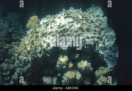 Meer Hasen Aplysiidae bei Nacht North Pier des Sanganeb Riff Sudan Rotes Meer Indischer Ozean Afrika Bestellung ANASPIDEA Stockfoto