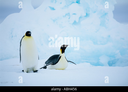 Kaiserpinguine Aptenodytes Fosteri Weddellmeer Antarktis Stockfoto