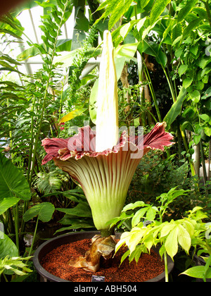 Die Titan Arum Amorphophallus Titanum riesige Blume. Stockfoto