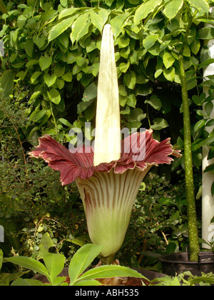 Die Titan Arum Amorphophallus Titanum riesige Blume. Stockfoto