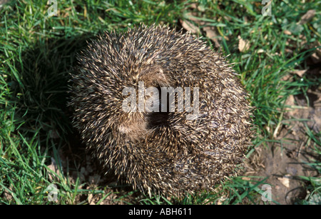 Igel auf Rasen eingerollt in Kugel aus Curl Sequenz Stockfoto, Bild ...