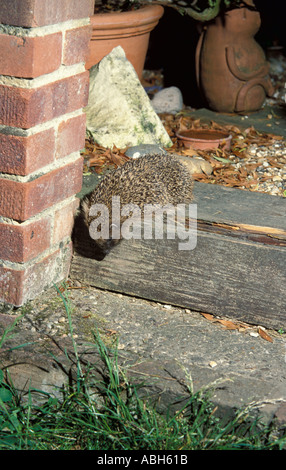 Igel im Garten Klettern hinunter Schritt Stockfoto