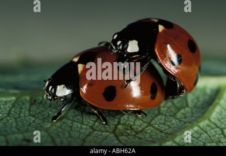 7 Punkt Marienkäfer Coccinella Septempunctata Erwachsene Paarung Stockfoto