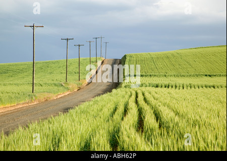 Landstraße führt nach oben, Strommasten, unreifen Weizenfeldern, Oregon Stockfoto
