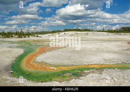 Whirligig Geysir Abfluss Porzellan Becken Norris Geysir Basin Yellowstone National Park Wyoming USA Vereinigte Staaten von Amerika Stockfoto