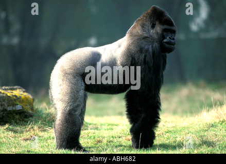 Westlicher Flachlandgorilla Uganda Westafrika Stockfoto