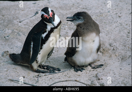 Afrikanische Pinguin Spheniscus Demersus Jungen füttert Stockfoto