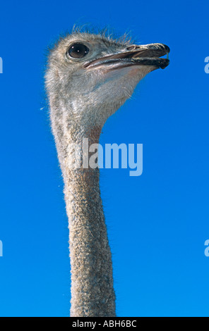 Strauß Struthio Camelus Farm in Südafrika Stockfoto
