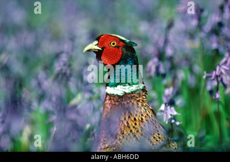 Porträt eines männlichen Fasans Phasianus colchicus beim Gang durch die Blaubellen Hyacinthoides non-scriptus im Frühjahr Stockfoto