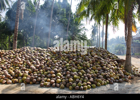 Kokosnuss-Plantage auf Ko Samui, Thailand Stockfoto