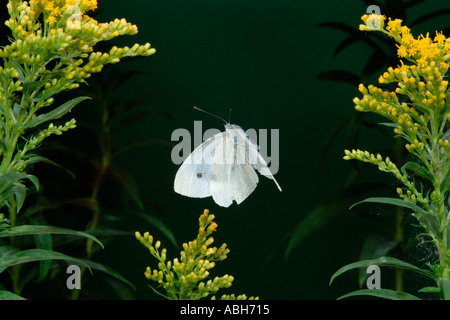 Kleiner weißer Schmetterling im Flug Stockfoto