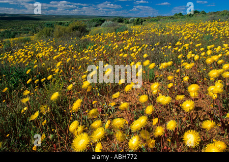 Frühling Blumen Namaqualand Südafrika August Stockfoto